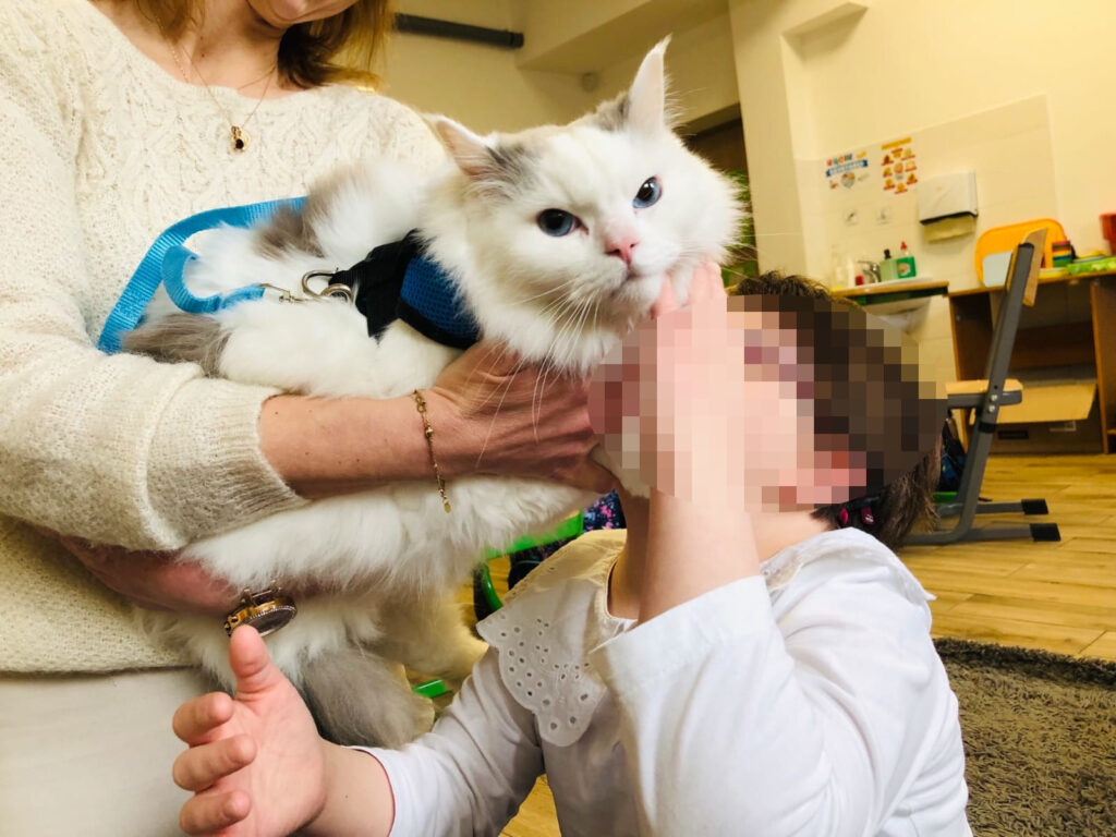felinoterapia Toruń