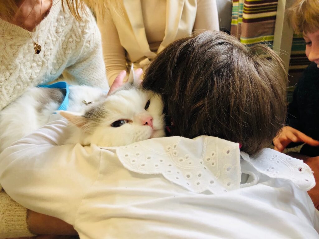 felinoterapia Toruń