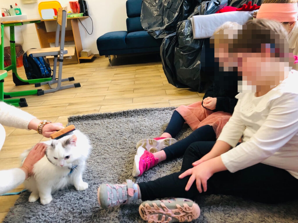 felinoterapia Toruń