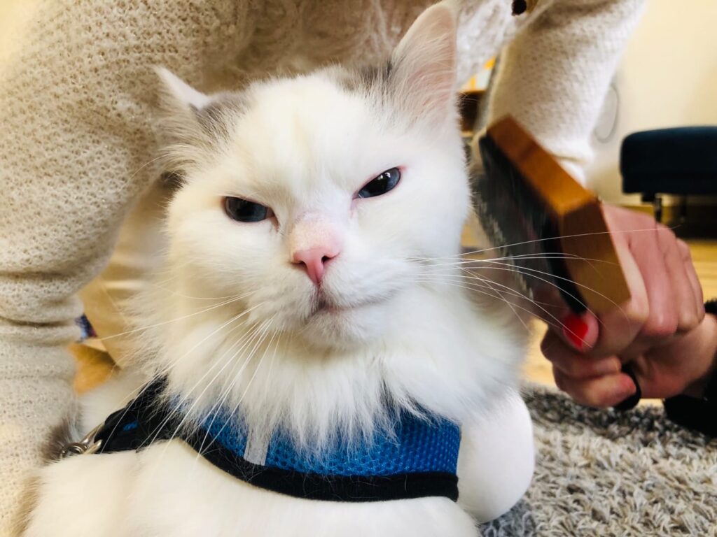 felinoterapia Toruń