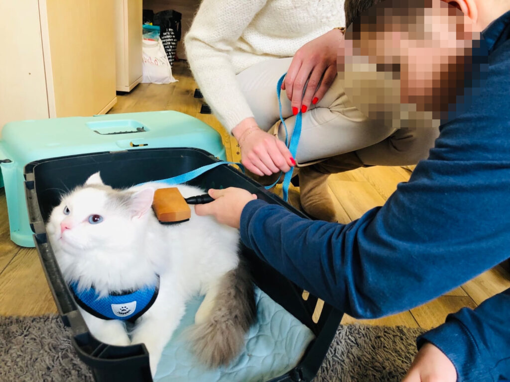felinoterapia Toruń
